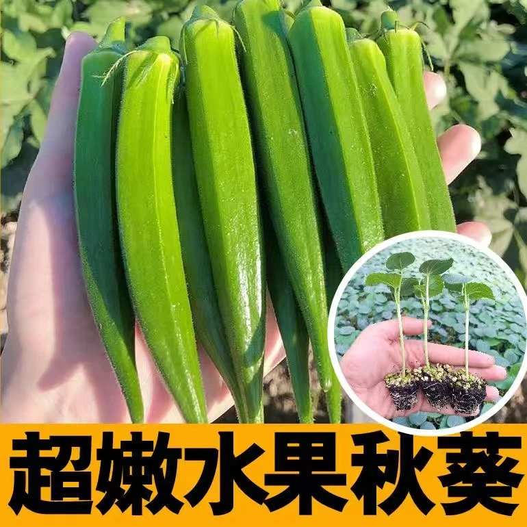 秋葵秧苗红秋葵苗黄秋葵苗水果秋葵秧苗带土大苗秋葵秧苗大全