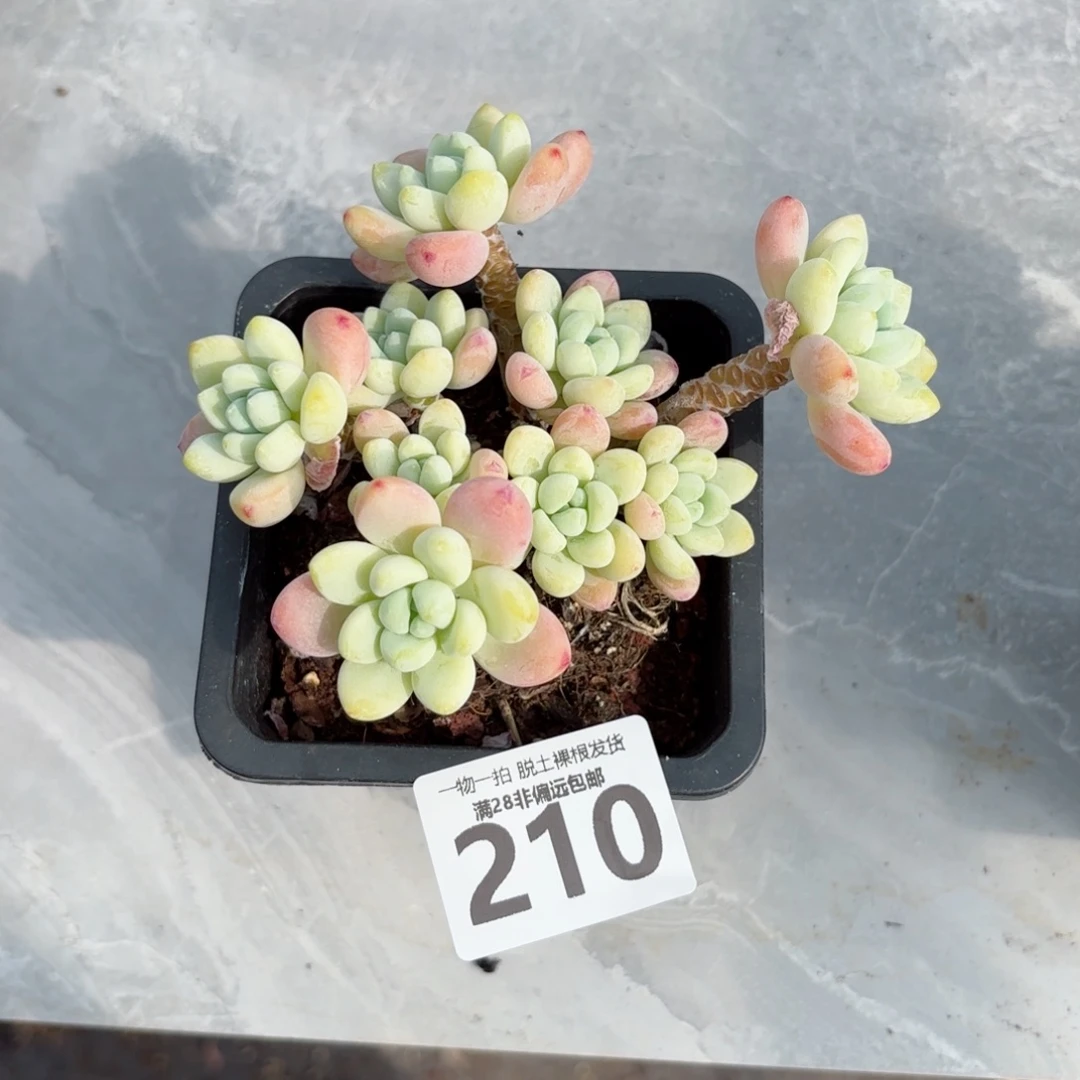 樱花罗绮老桩无盆土发货