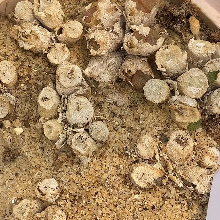 1352蜜枣铜壶一群