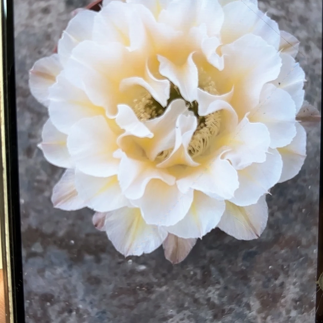 彩草13姨侧牙3.5公分