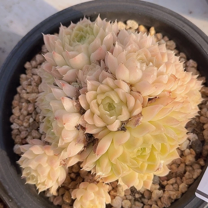 女王15137多肉植物