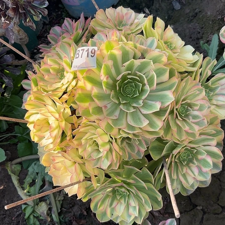 雨荷8/37-719偏远不包邮