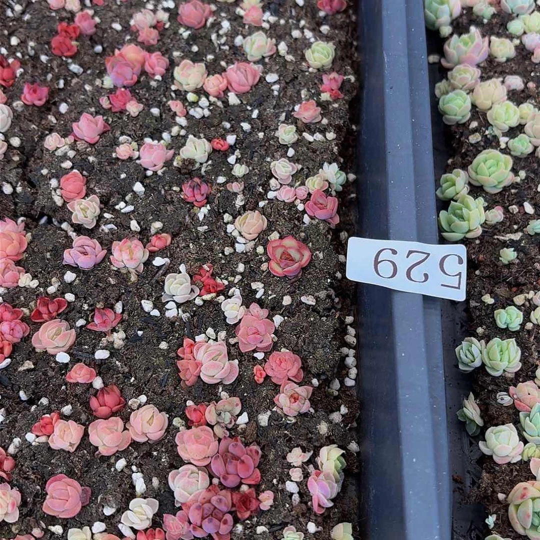 清多肉植物多肉植物529