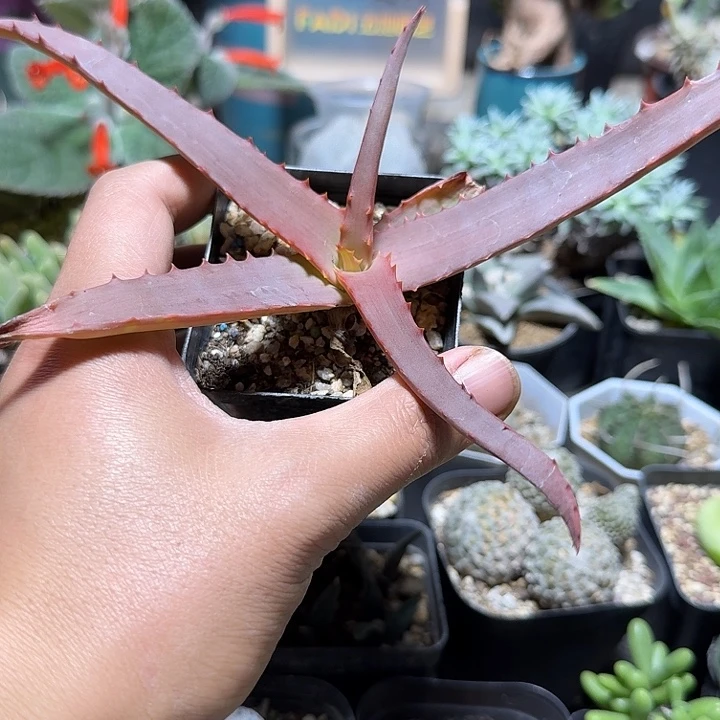 409范巴伦芦荟脱土发货