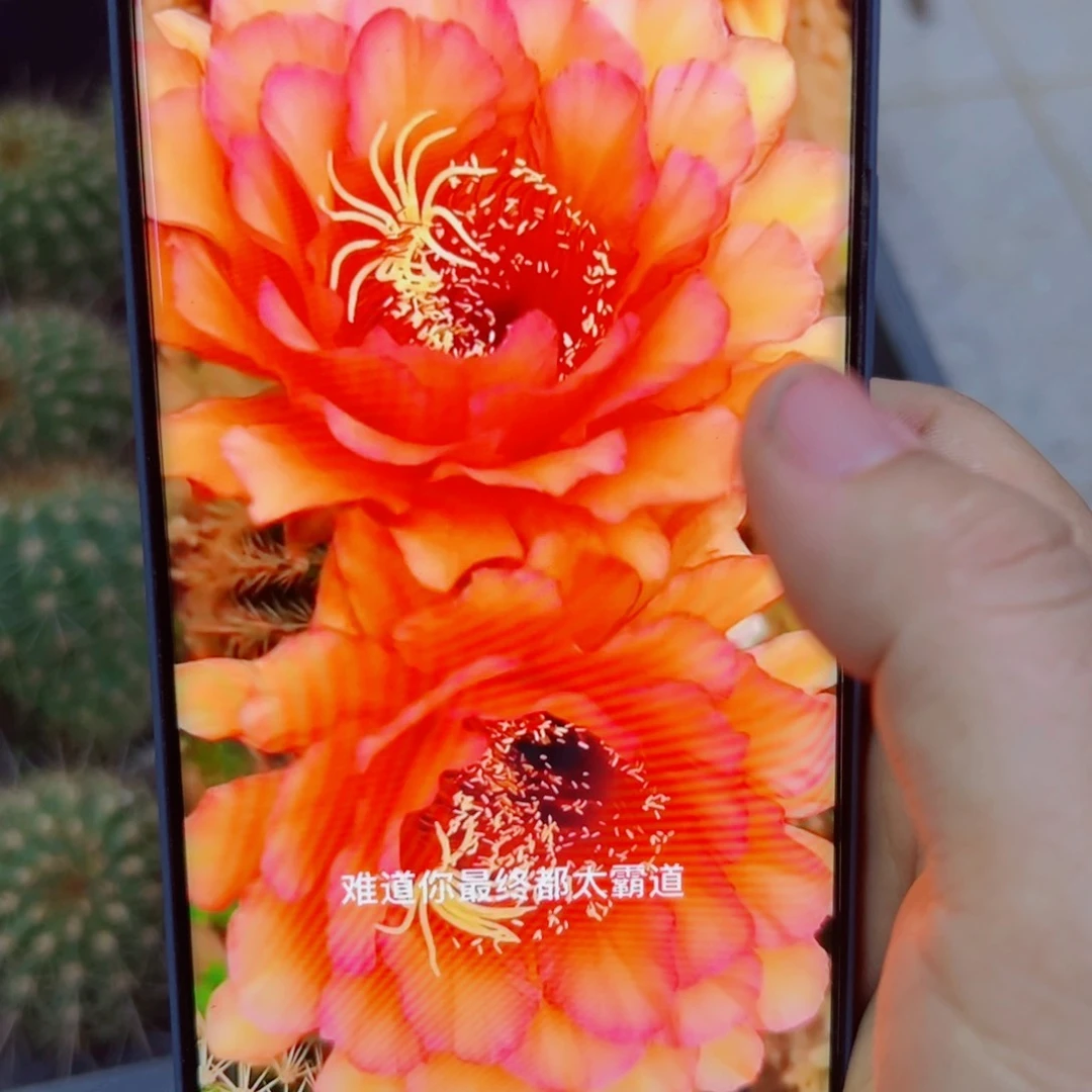 下50毛明日之星 歪无根侧芽4公分左右20包邮