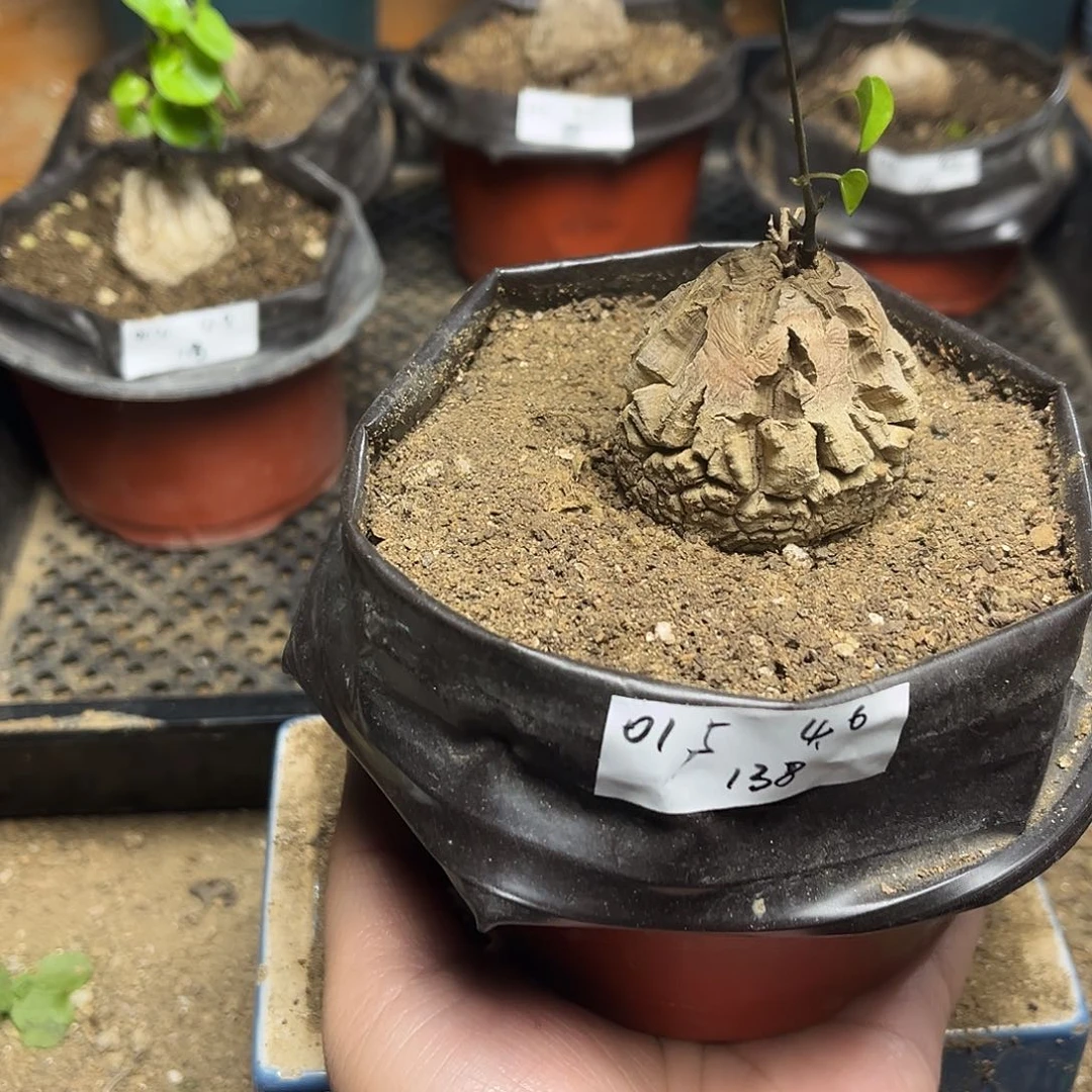 015南非块根龟甲龙