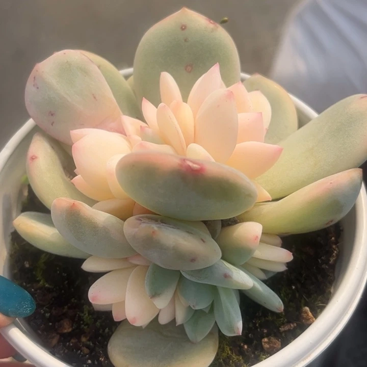 橙梦露锦一颗价格