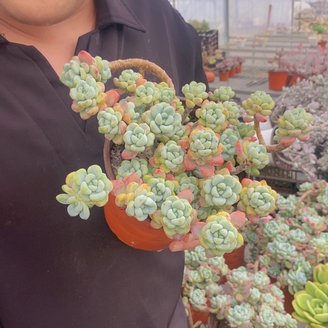 劳尔整桩整群老桩
