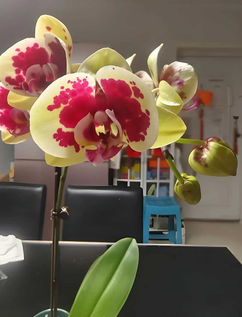 精品黄金熊猫蝴蝶兰 观赏送人很有面