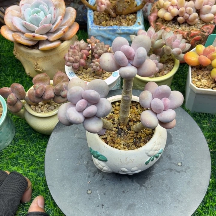 ?****萌k lo e luo l kun l