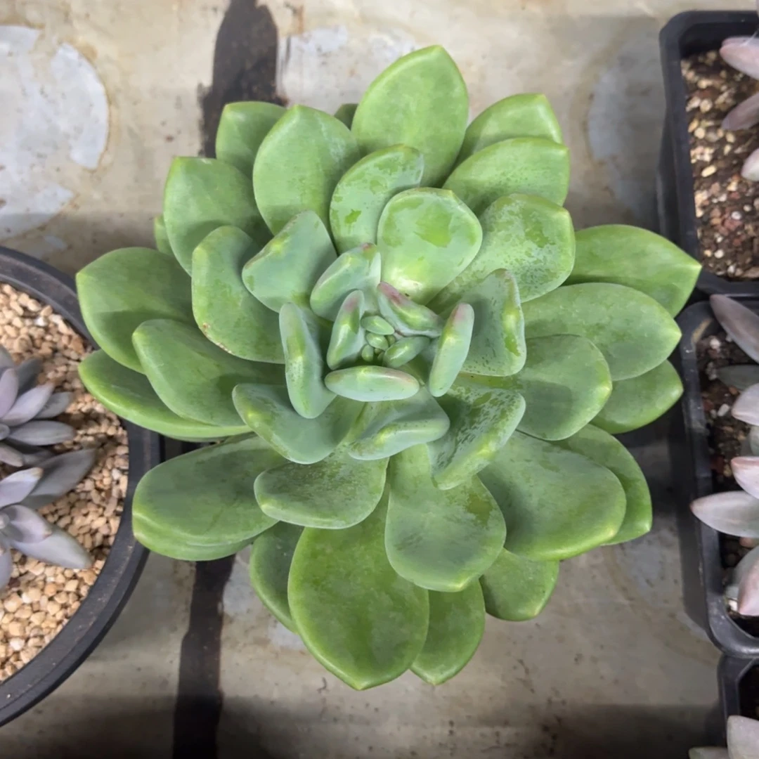 X系列美人新品 母本 一物一拍