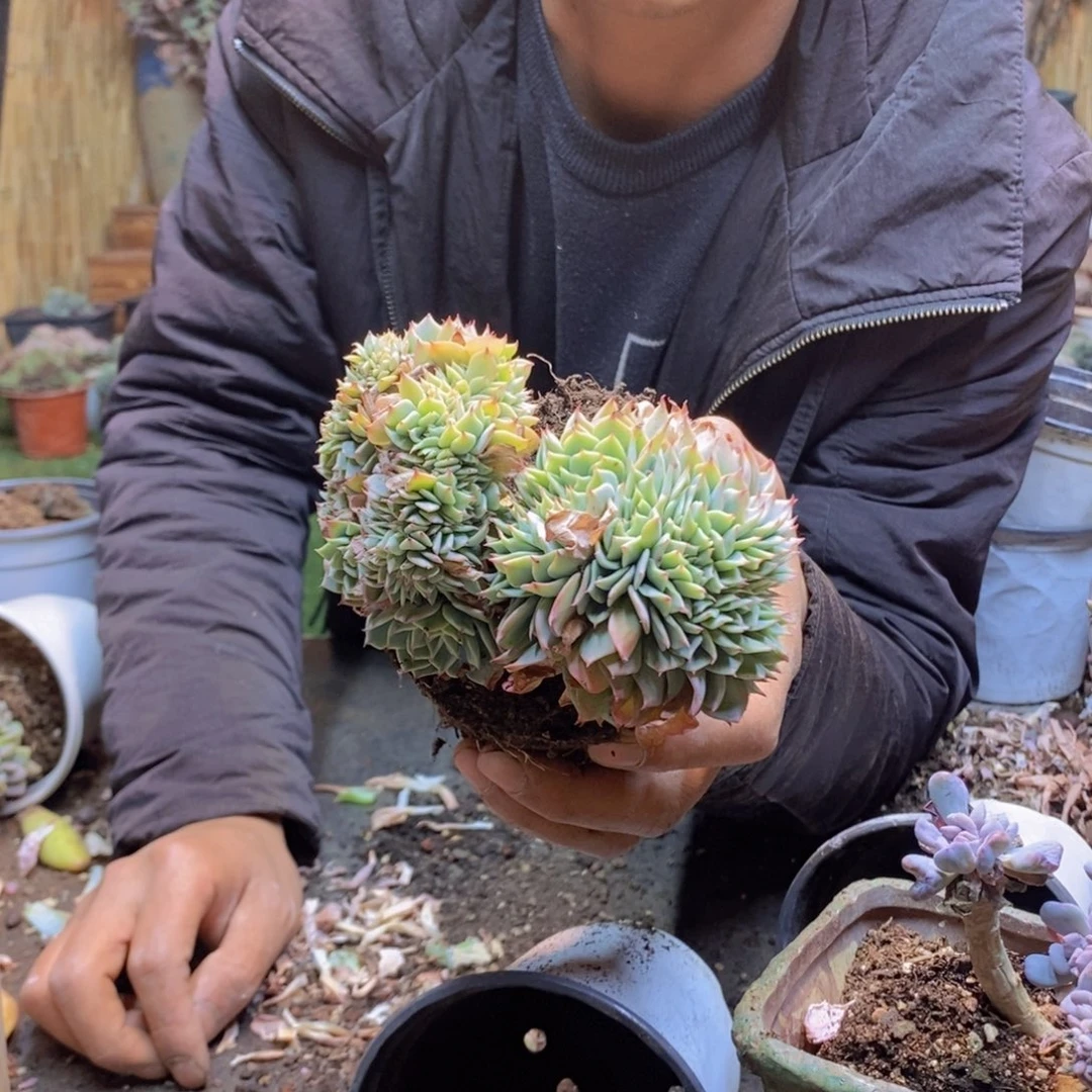 玉*199号露西缀多肉植物