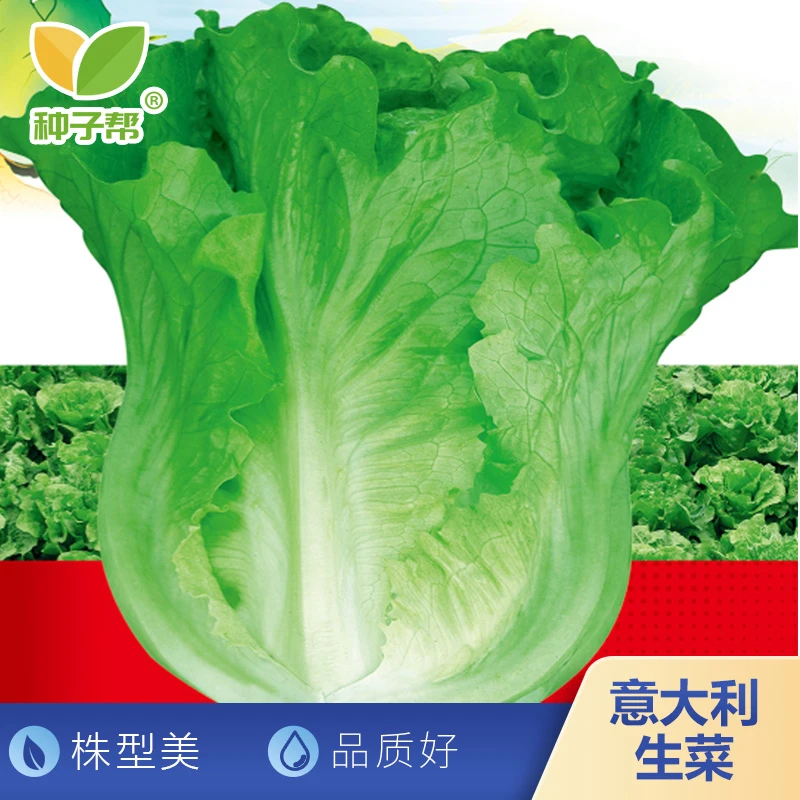 意大利生菜种子春秋播种四季速生蔬菜种子意式生菜株型美商品性好