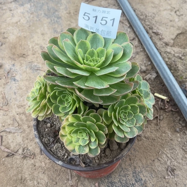 5151奶白的人多肉的