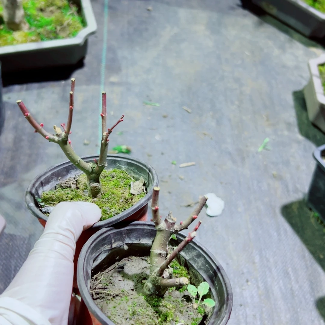 山**鬼枫树枫树枫树枫树