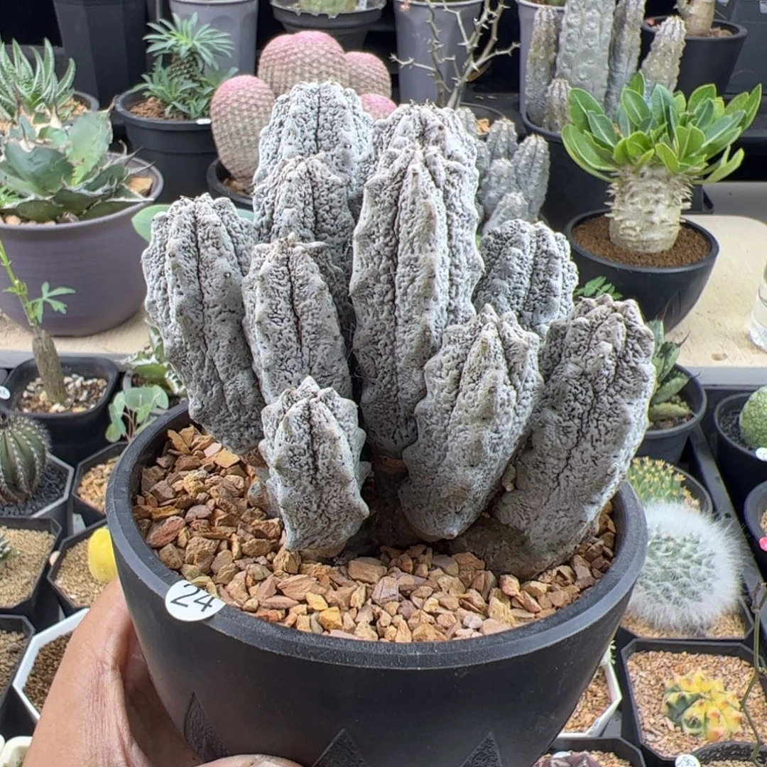 水泥柱群一物一拍脱土发