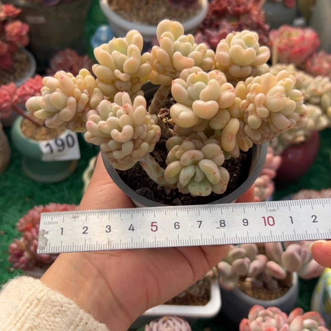 f****l425 多肉植物组合