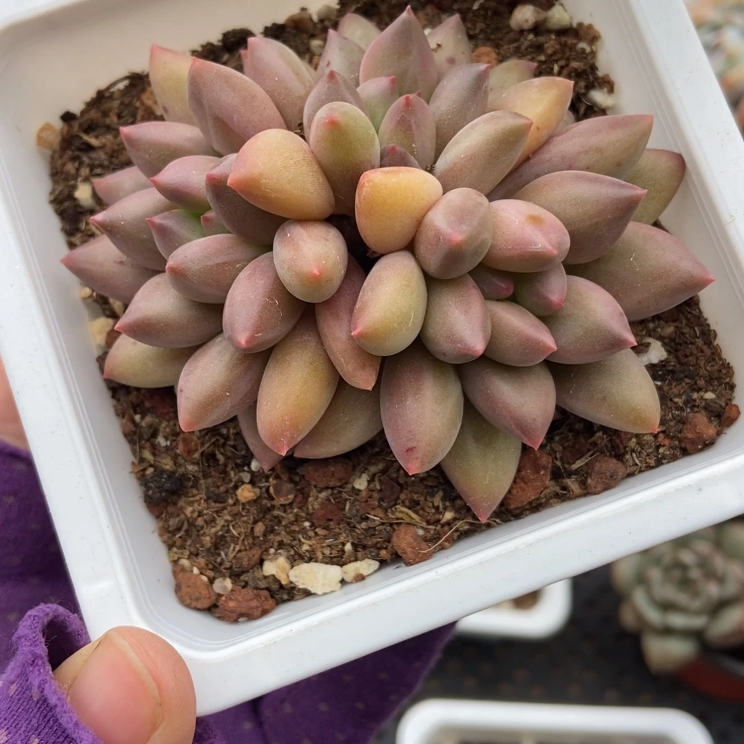 是***！770水晶球多肉植物