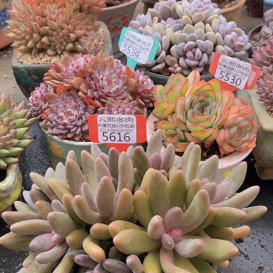 5616糖果美人多肉植物