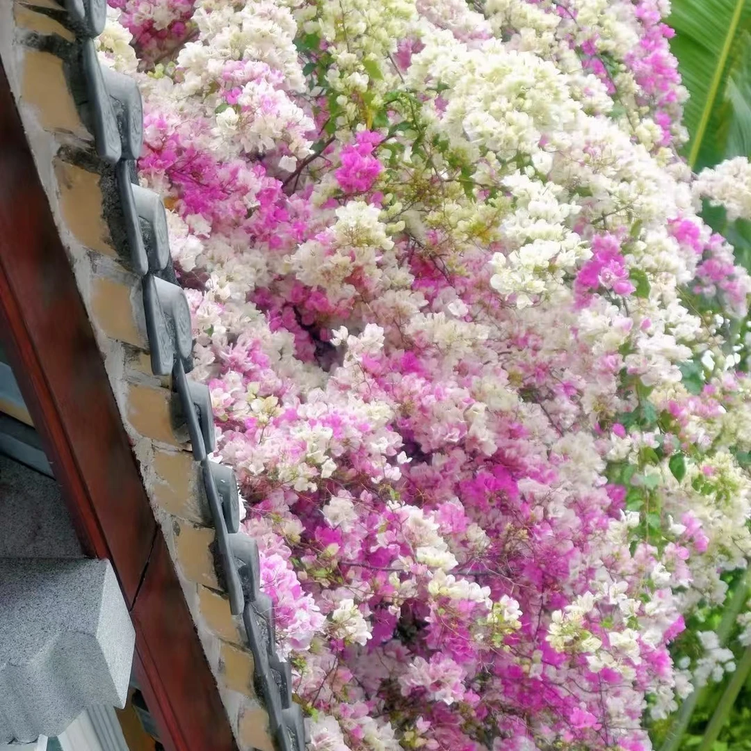 三角梅一物一拍（掉花掉叶属于正常介意慎拍）