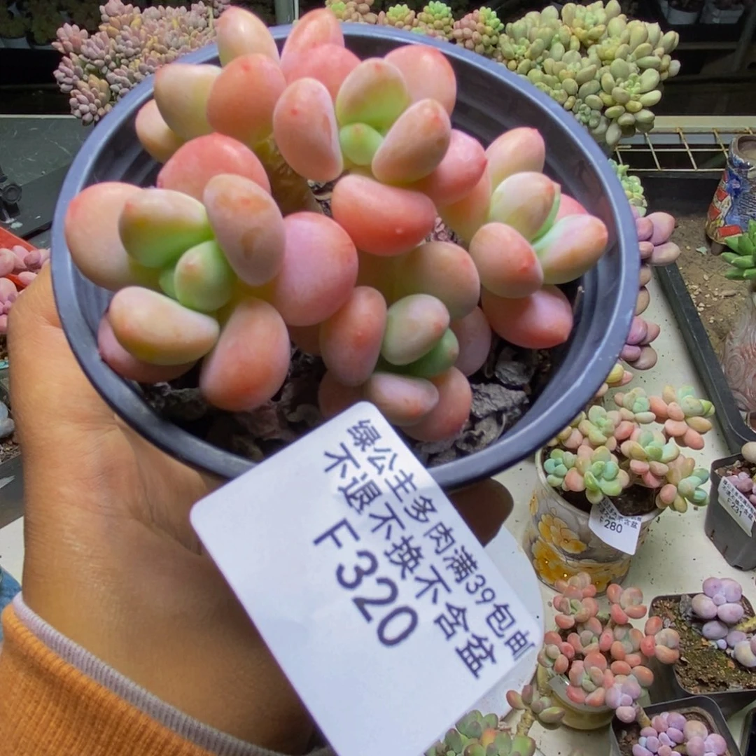 320橘子香水多肉7cm
