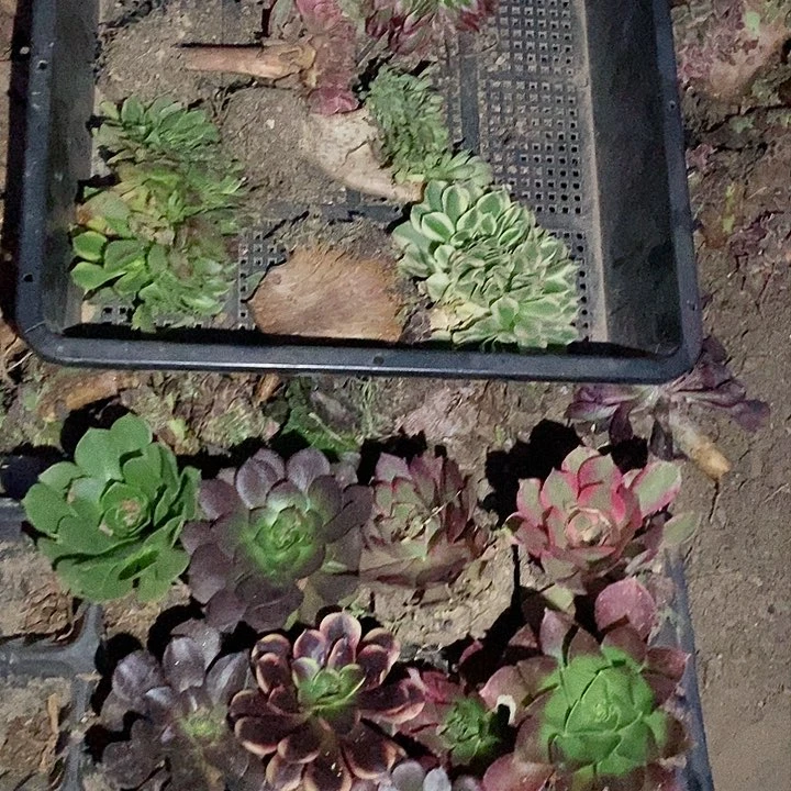 6个品种不一样30元加10个品种不一样单头法师送俩个