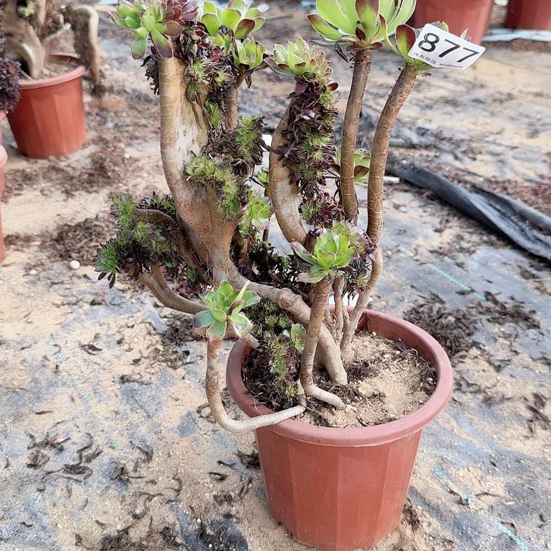 877黑法师一颗有伤呀呀