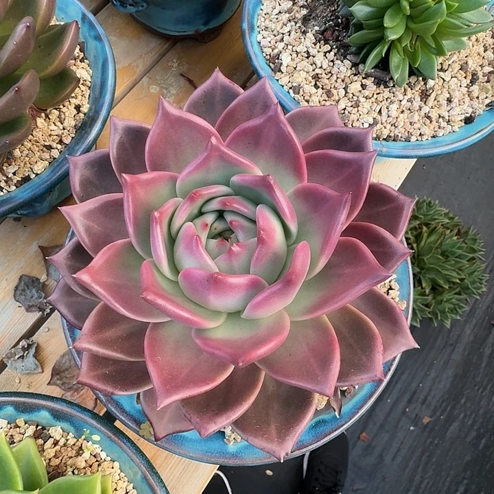 东云多肉植物专拍