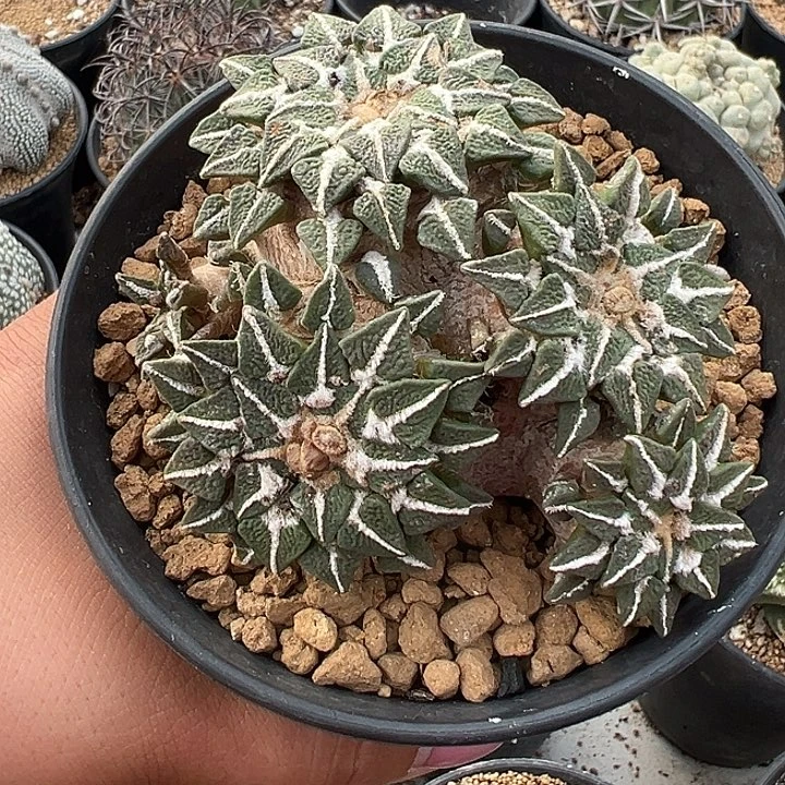 不***人落地黑牡丹，尺寸9厘米