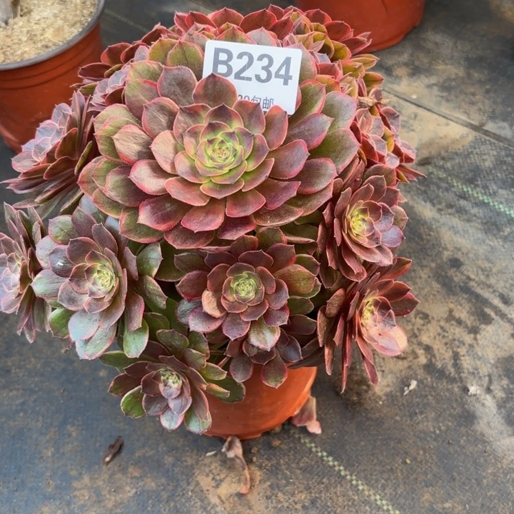 瑞妈，，，，，，，234半夏，