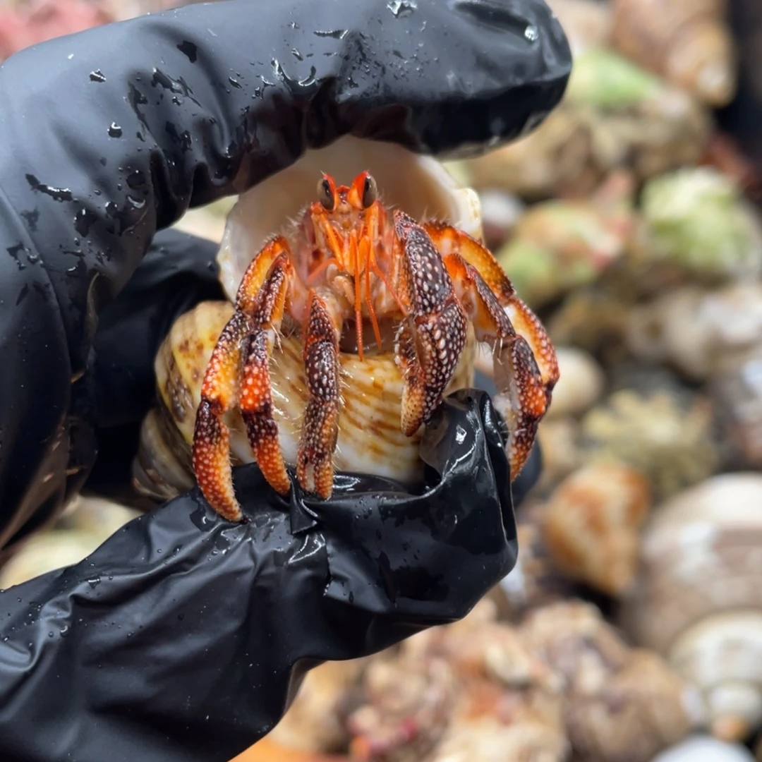 不退不换谢谢支持22