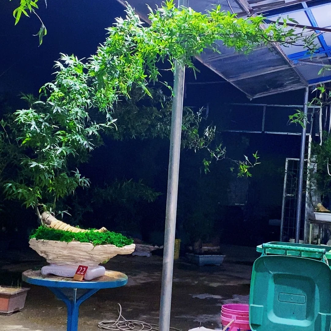 周***友无花朵小叶簕竹一物一拍