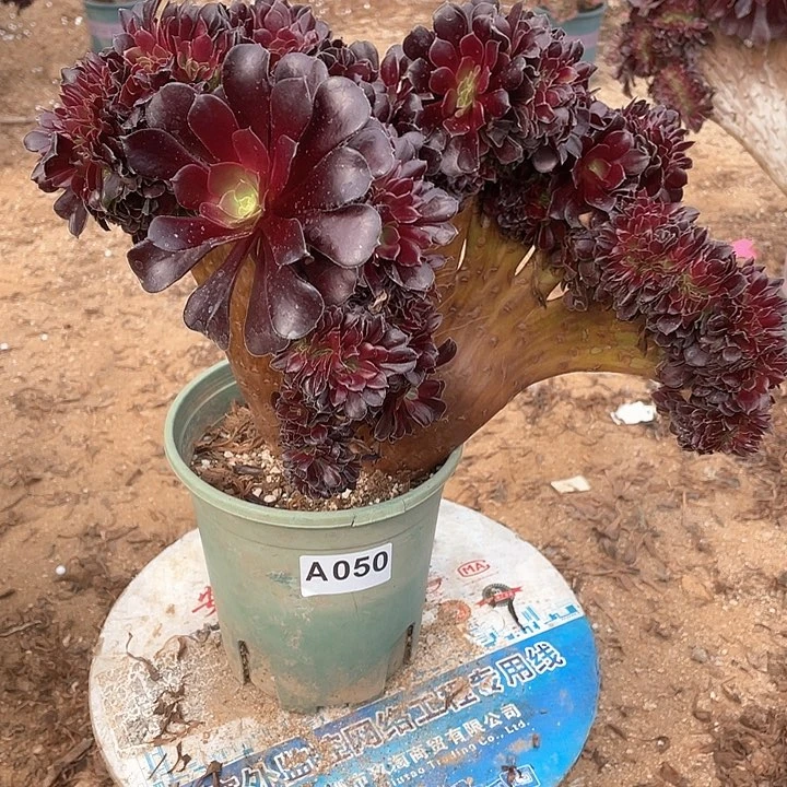 多肉法师欧紫缀化45-1