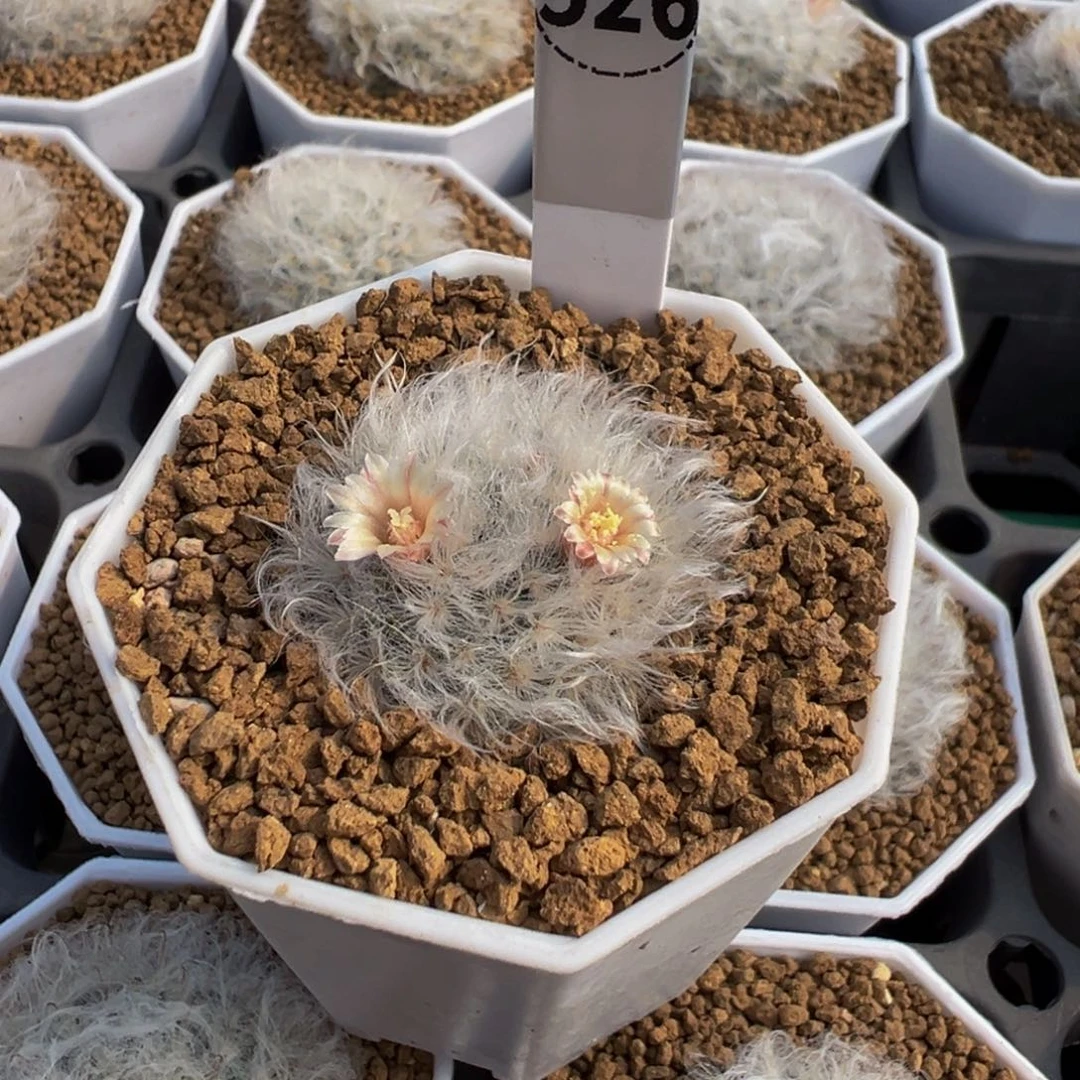 等***ღ526实生根白云高砂多肉植物带盆土