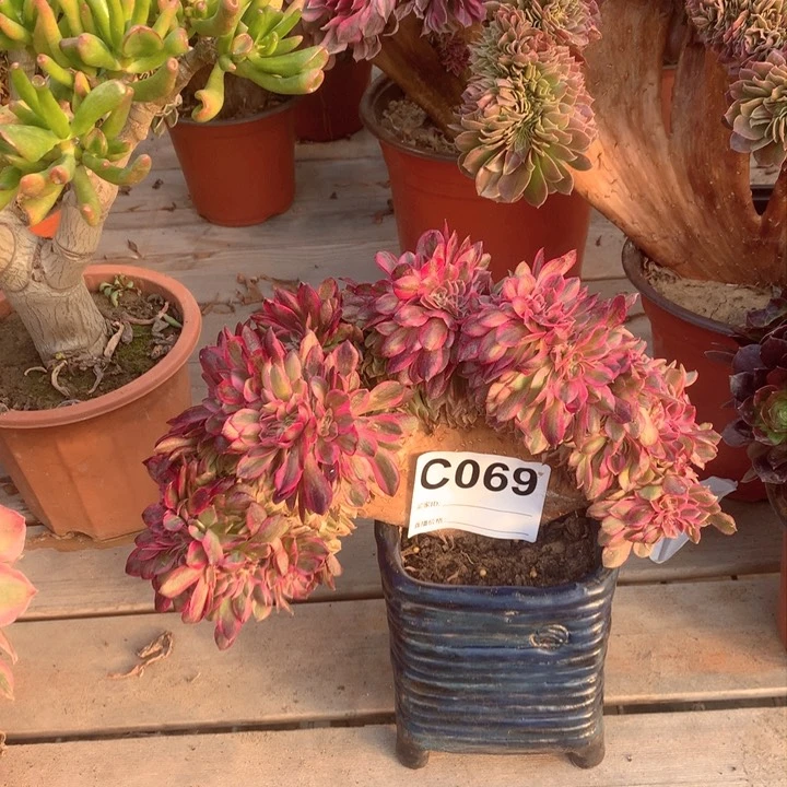 069倾城缀多肉法师