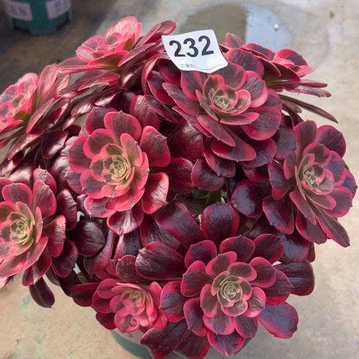 232凤冠25厘米左右有断枝