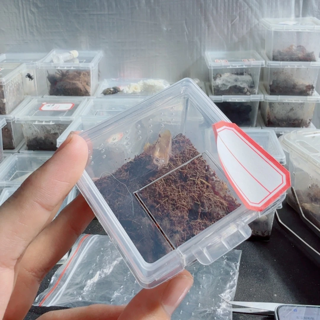 跳蛛巨人圭亚那粉红趾