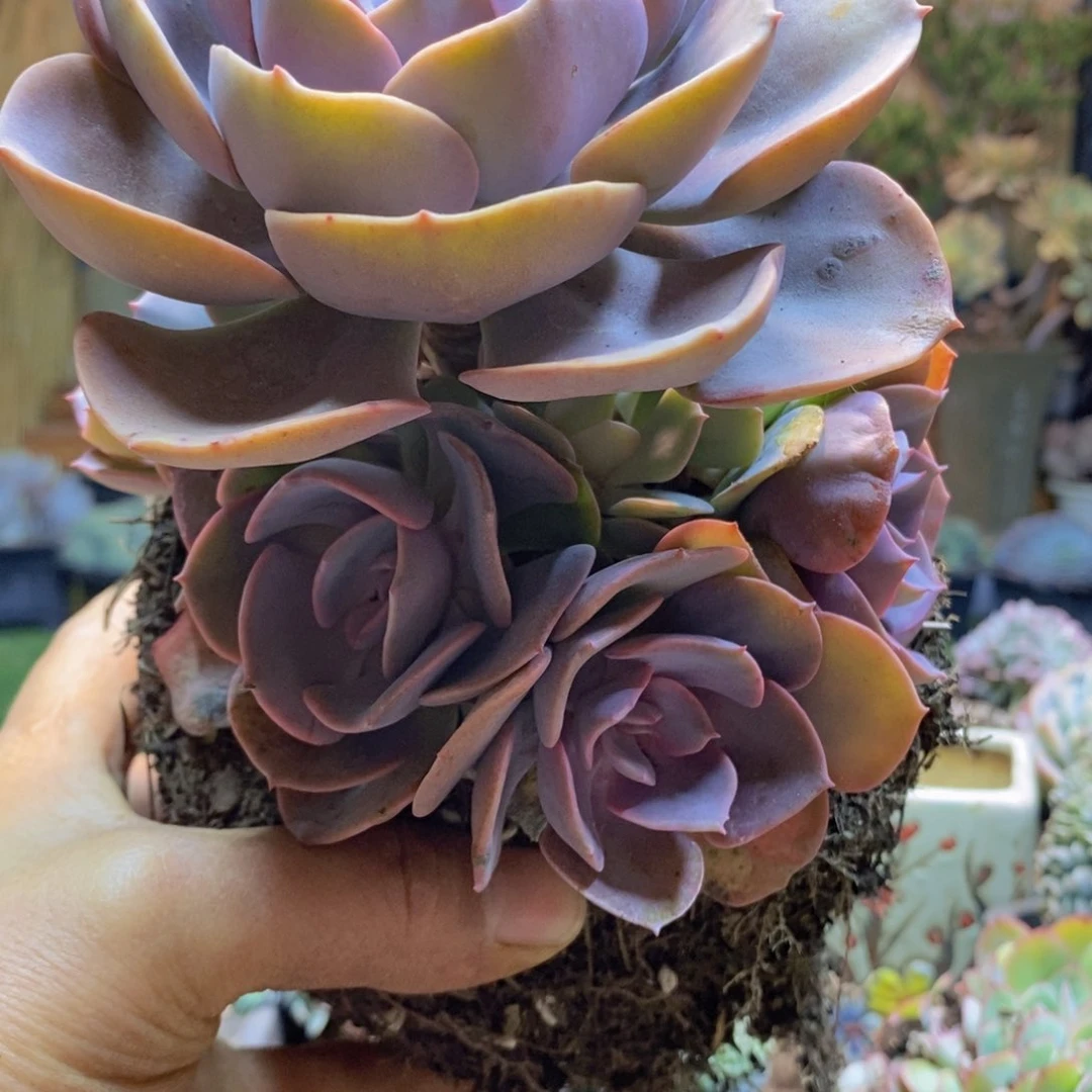 h*D31号尘埃玫瑰