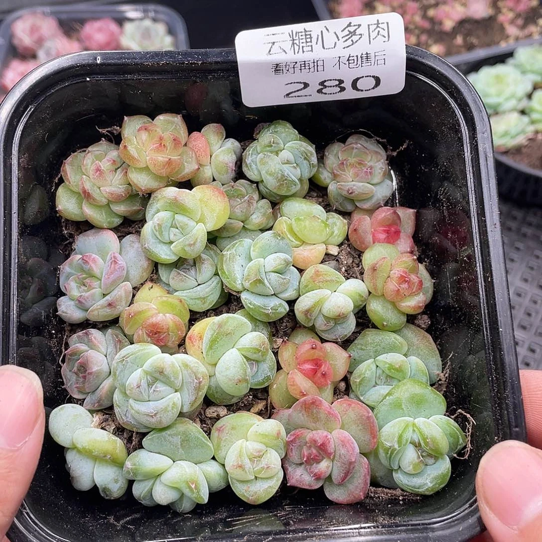 云糖心多肉植物280
