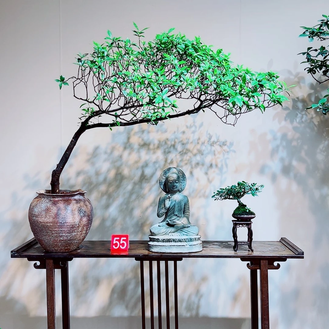 鱼***藻完全开放海岛栀子花一物一拍