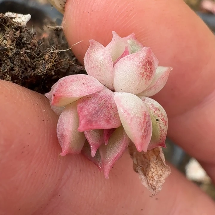 黑玫瑰水晶锦一物一拍67