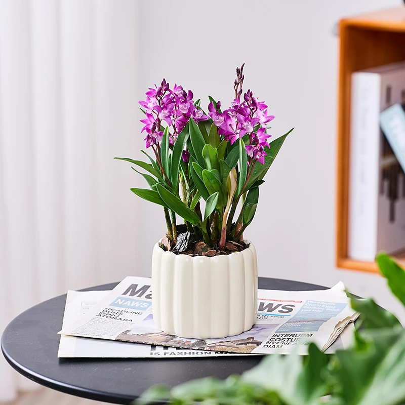 石斛兰盆栽花卉植物花苞室内花四季开花易活客厅桌面绿植芳香花草