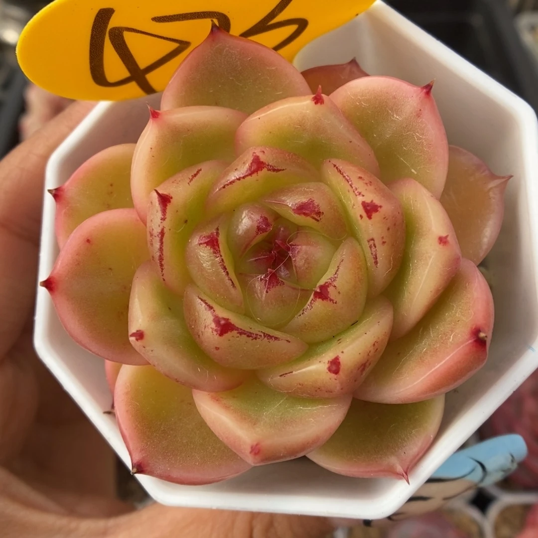 晶晶珍妮可拍423号。