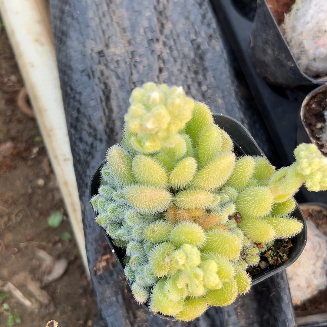 多肉植物多肉植物