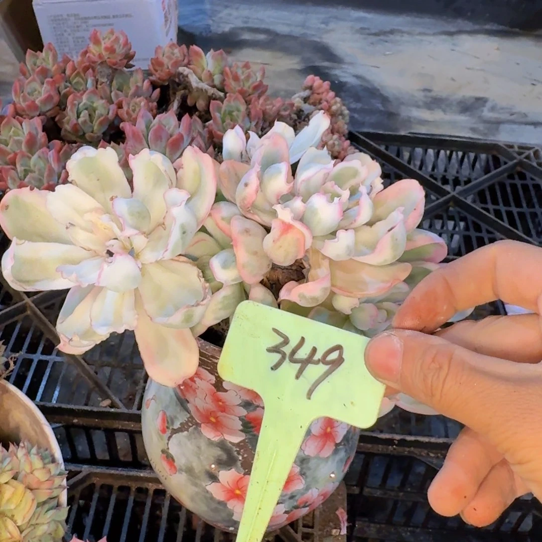 多肉植物的生长发育与