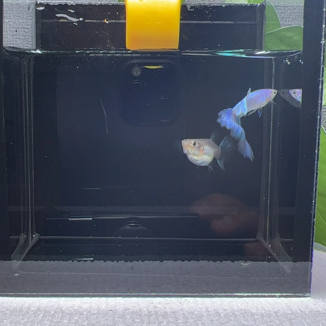 孔雀鱼阿浩孔雀鱼