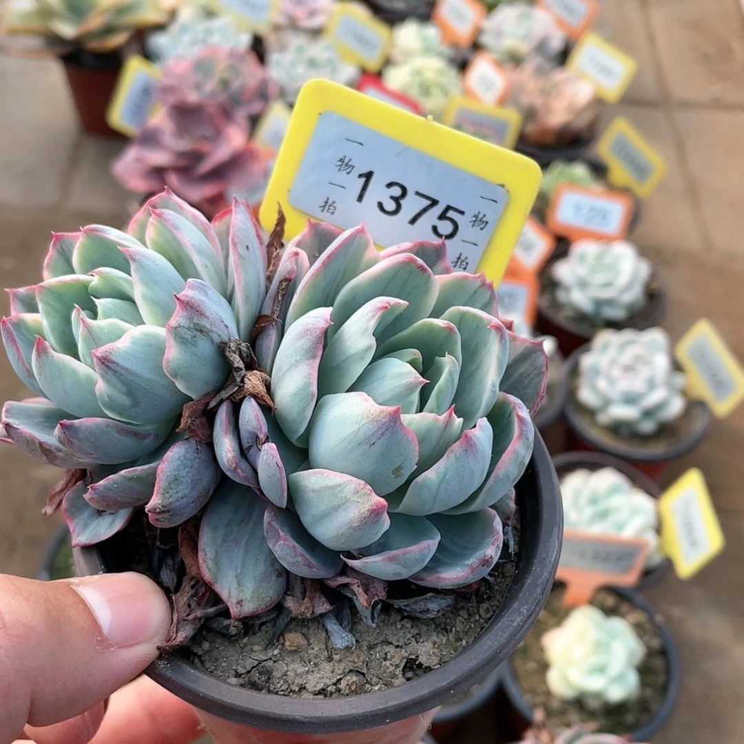 【闪购商品】1375号