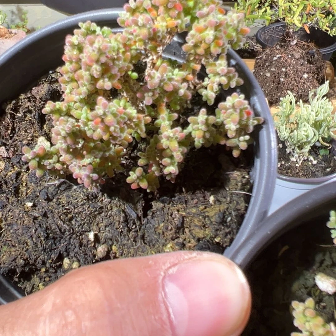 小小米90杯老桩福利