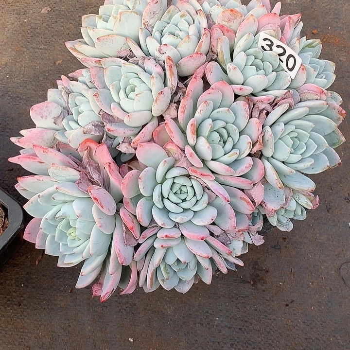 320冷香 一物一拍多肉