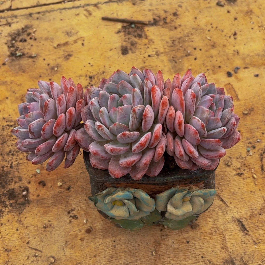 很***-遇见多肉园艺很久以后星影